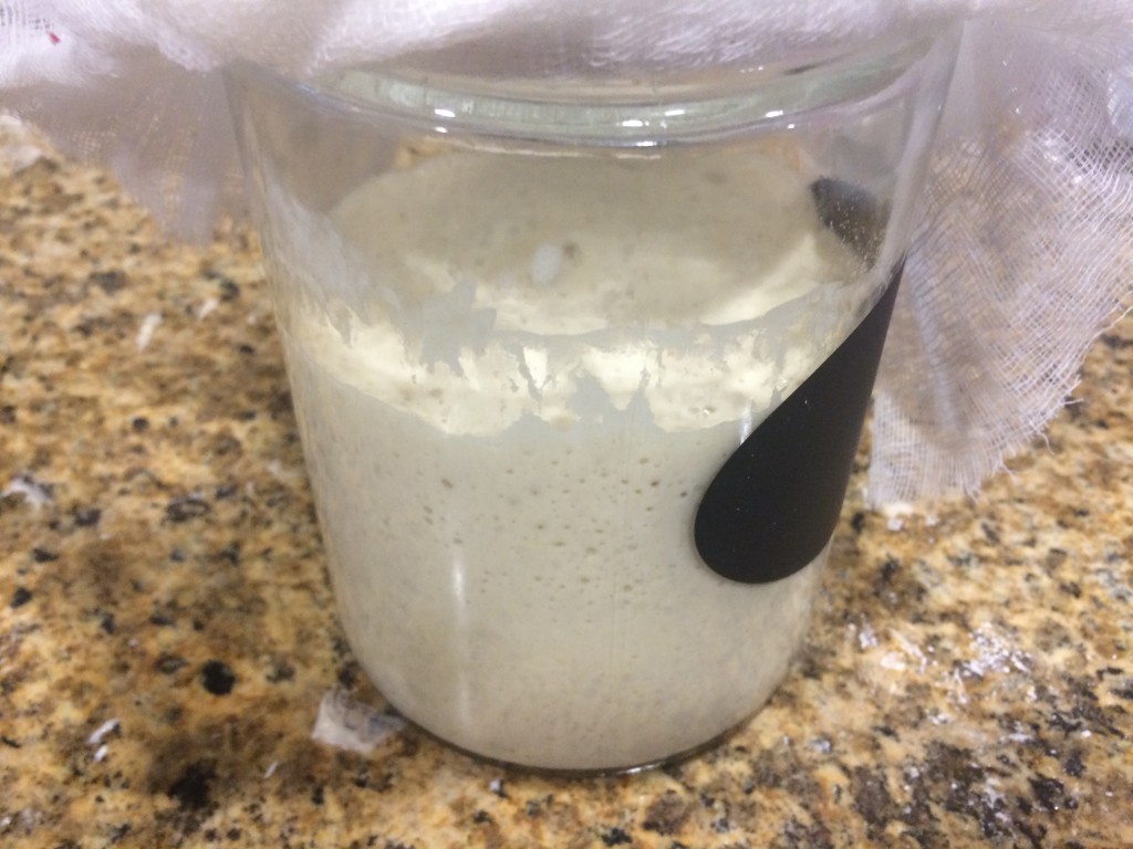 Sourdough starter