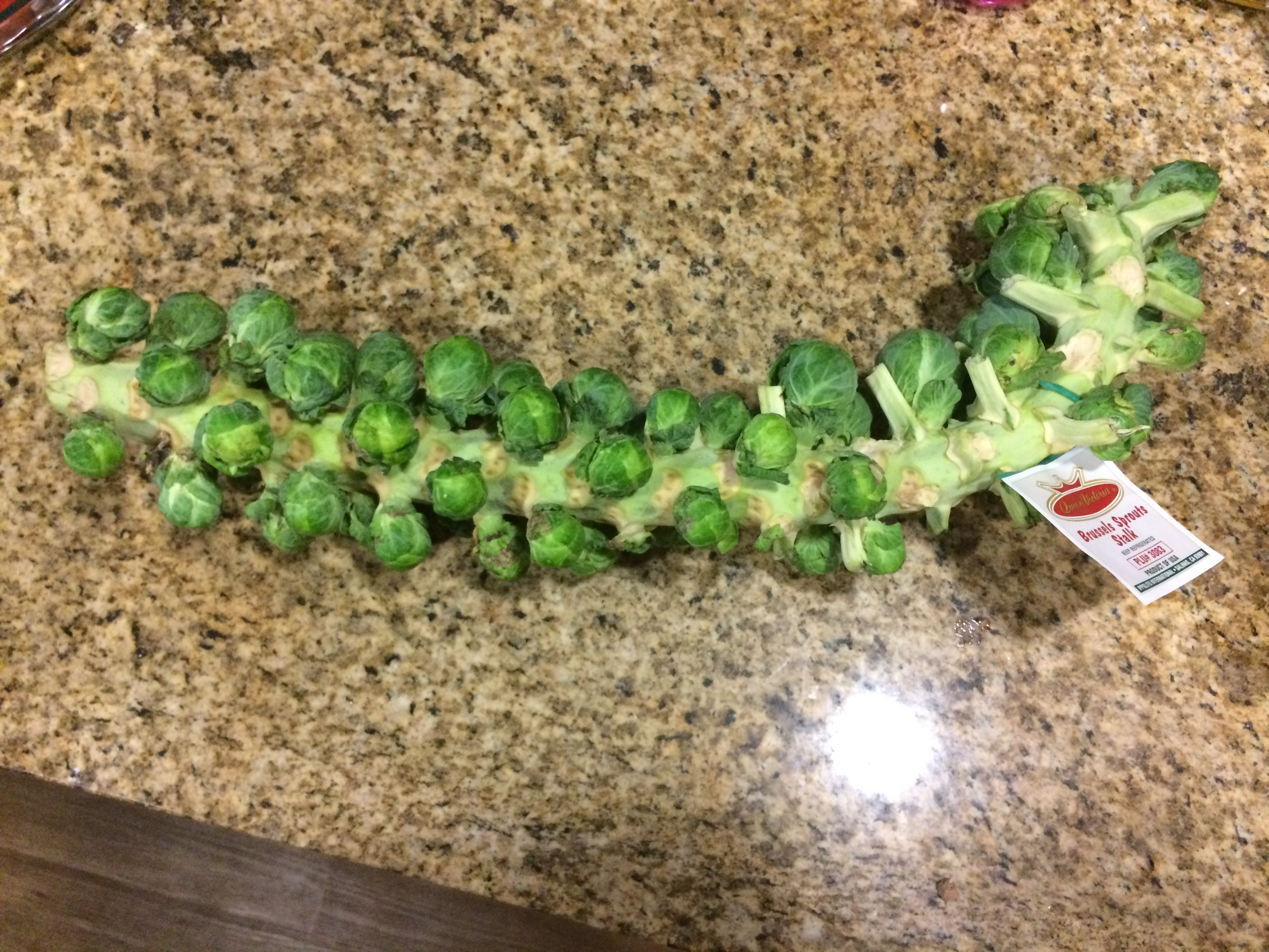 A whole Brussels sprout stalk covered with sprouts